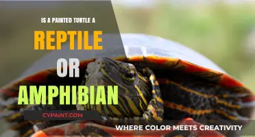 Painted Turtles: Reptile or Amphibian? Unraveling the Classification Mystery