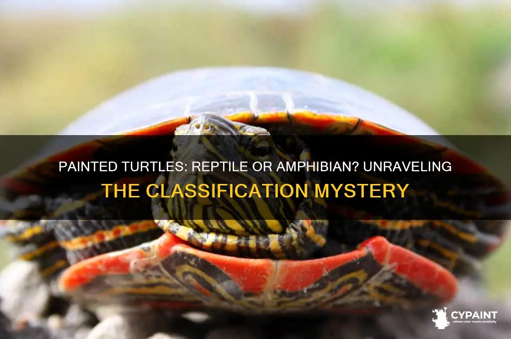 is a painted turtle a reptile or amphibian