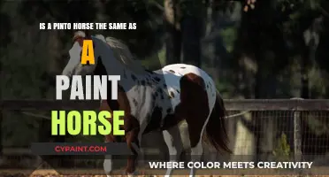 Pinto vs. Paint Horses: Understanding the Differences and Similarities