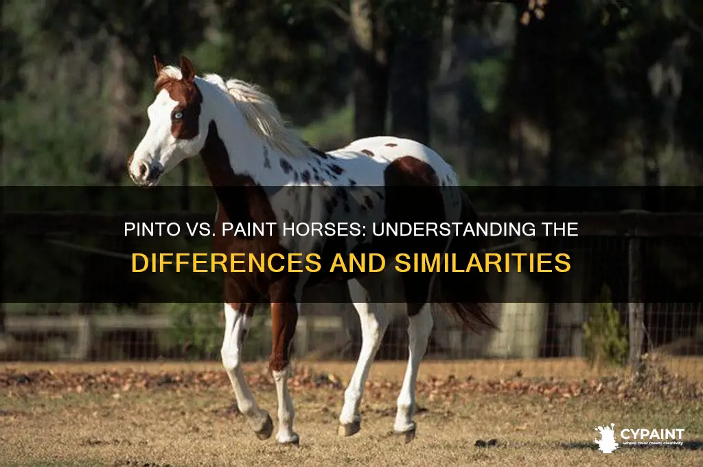is a pinto horse the same as a paint horse