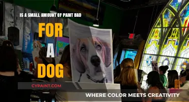 Is Paint Toxic to Dogs? Small Amounts and Potential Risks