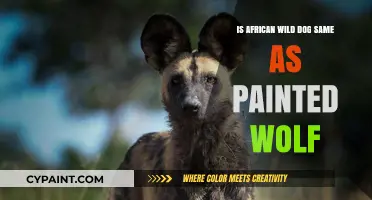 African Wild Dog vs. Painted Wolf: Unraveling the Species Mystery