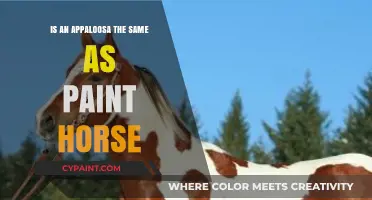 Appaloosa vs Paint Horse: Unraveling the Differences and Similarities