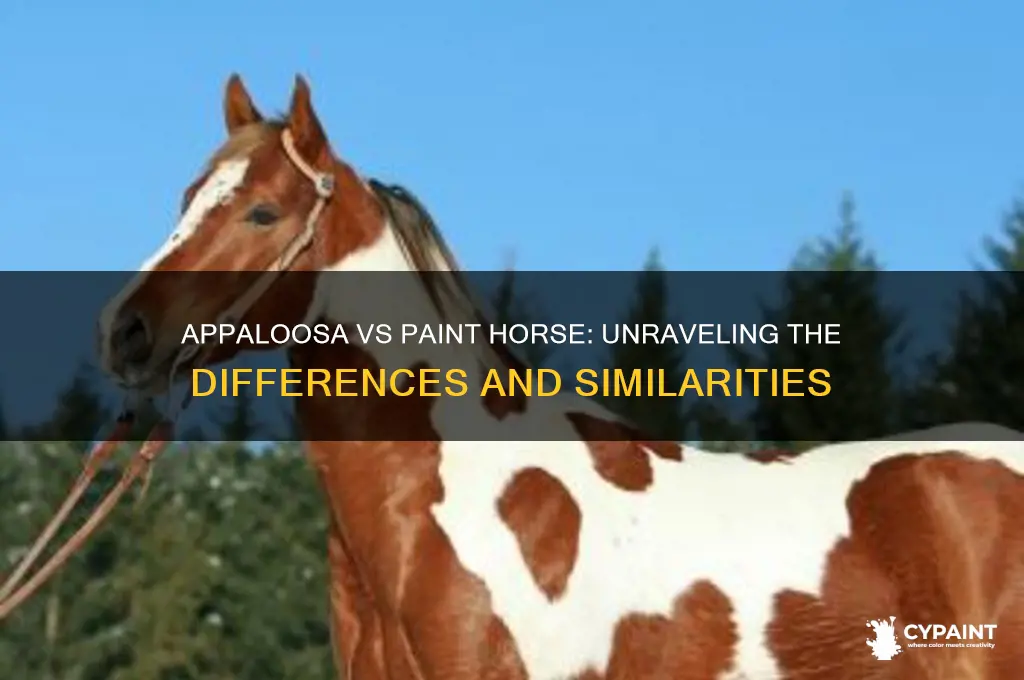 is an appaloosa the same as paint horse