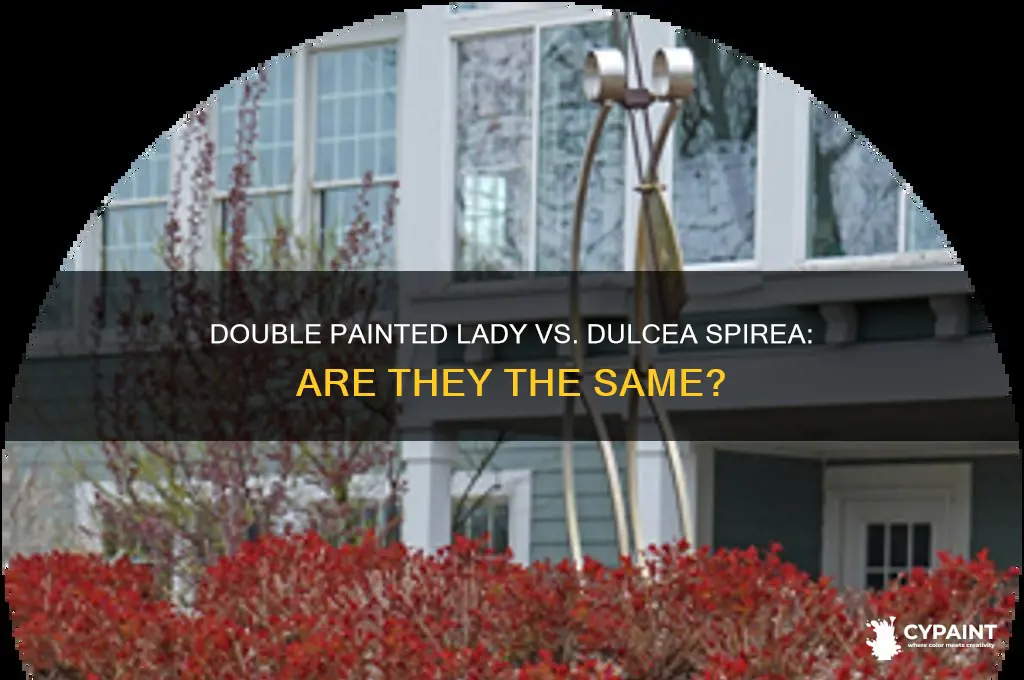 is double painted lady spirea the same as dulcea spirea