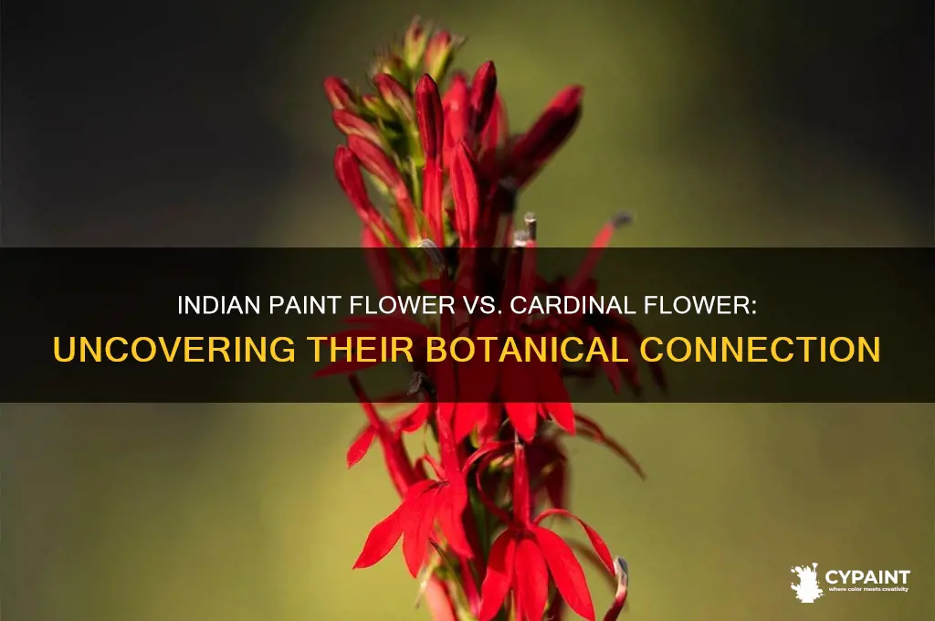 is indian paint flower related to cardinal flower
