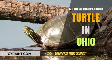 Ohio's Painted Turtle Laws: What You Need to Know