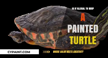 Is Keeping a Painted Turtle Legal? Laws and Guidelines Explained