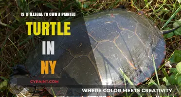 Exploring the Legality of Painted Turtle Ownership in New York