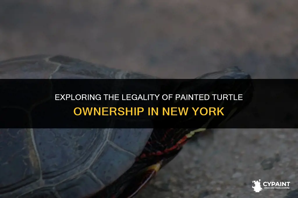 is it illegal to own a painted turtle in ny