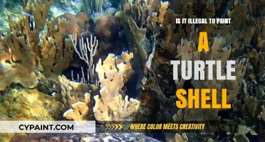 Is Painting Turtle Shells Illegal? Understanding the Legal and Ethical Concerns