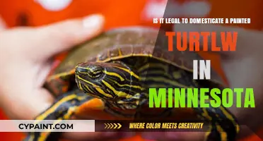 Minnesota's Laws on Domesticating Painted Turtles: A Complete Guide
