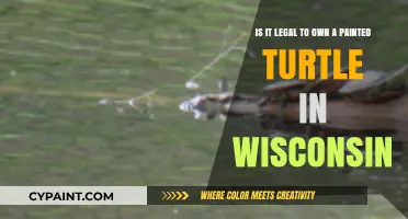 Wisconsin's Painted Turtle Ownership: Legalities and Care Tips