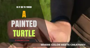 Should You Touch a Painted Turtle? Safety and Ethics Explained