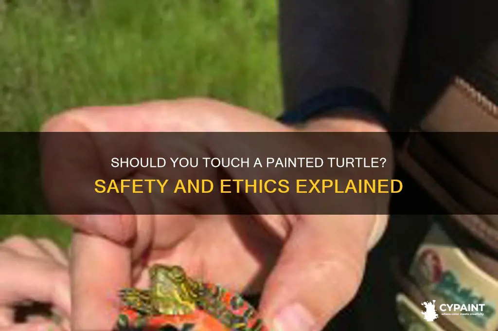 is it ok to touch a painted turtle
