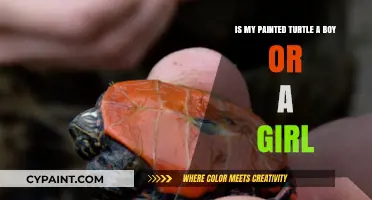 How to Determine the Gender of Your Painted Turtle