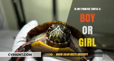How to Determine the Gender of Your Painted Turtle: A Guide