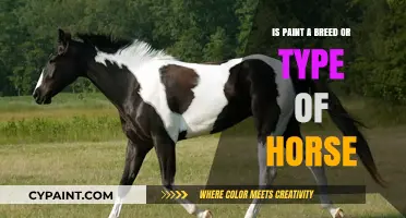 Is Paint a Breed or Type? Understanding Horse Classification