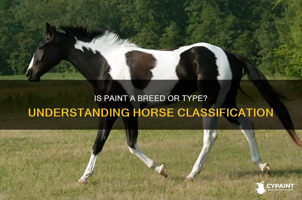 is paint a breed or type of horse