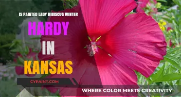 Painted Lady Hibiscus Winter Survival Guide for Kansas Gardens