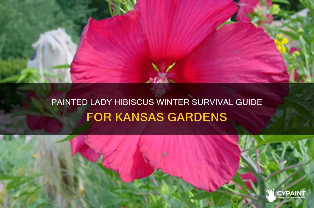 is painted lady hibiscus winter hardy in kansas