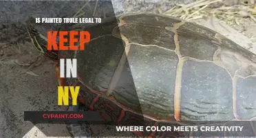 Is Painted Turtle Legal to Keep as a Pet in NY?