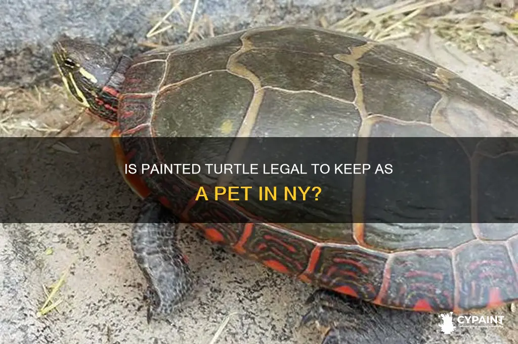 is painted trule legal to keep in ny