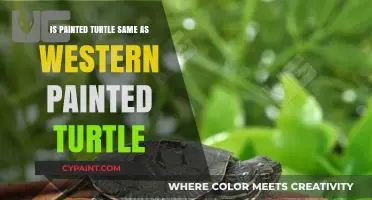 Painted Turtle vs. Western Painted Turtle: Unraveling the Differences