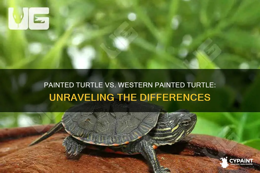is painted turtle same as western painted turtle