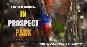 Painted Bunting's Presence in Prospect Park: Latest Updates and Sightings