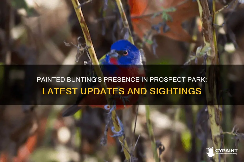 is the painted bunting still in prospect park