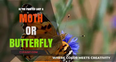 Painted Lady: Unraveling the Mystery of Moth or Butterfly Identity