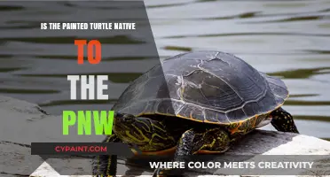 Is the Painted Turtle Native to the Pacific Northwest?