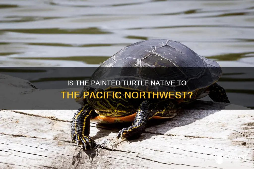 is the painted turtle native to the pnw