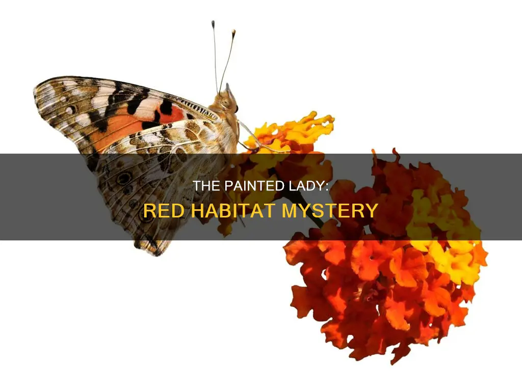is the red in the painted lady habitat blood