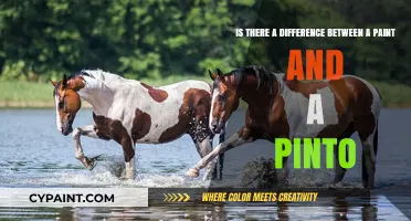 Exploring the Distinctions: Paint vs. Pinto Horses