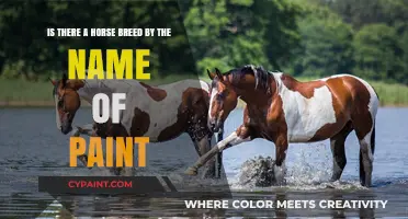 Exploring Equine Diversity: The Fascinating Paint Horse Breed