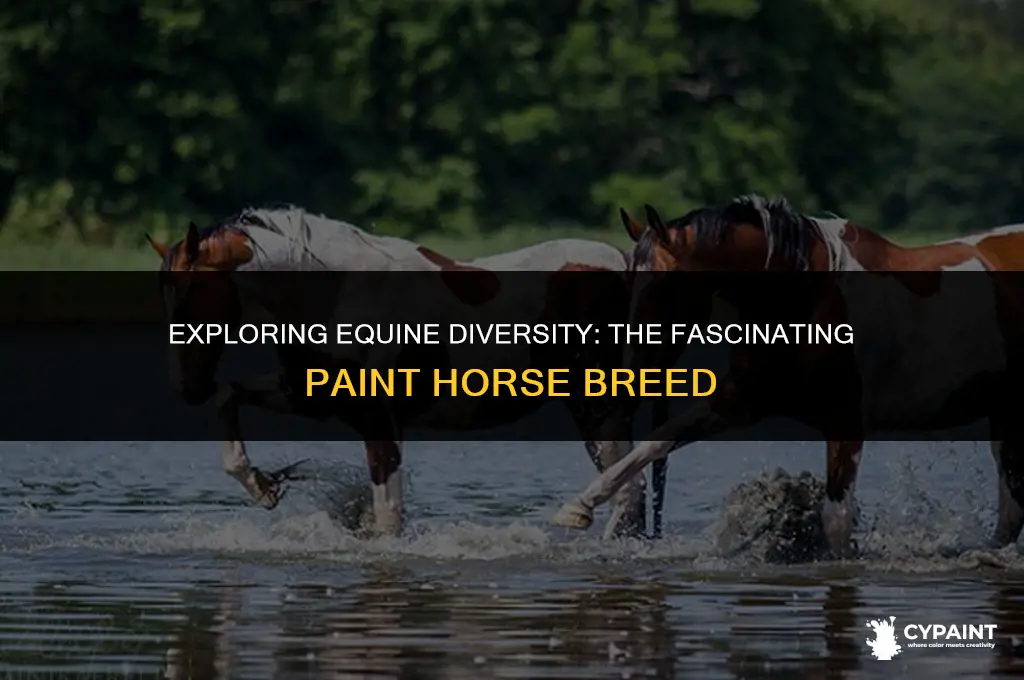 is there a horse breed by the name of paint