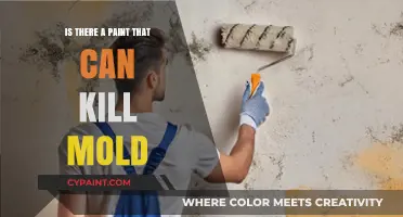 Effective Mold-Killing Paints: Solutions for a Healthier, Mold-Free Home