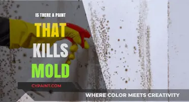 Effective Mold-Killing Paints: Solutions for a Healthier, Mold-Free Home