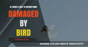 Reviving Your Ride: How to Repair Paint Damaged by Birds