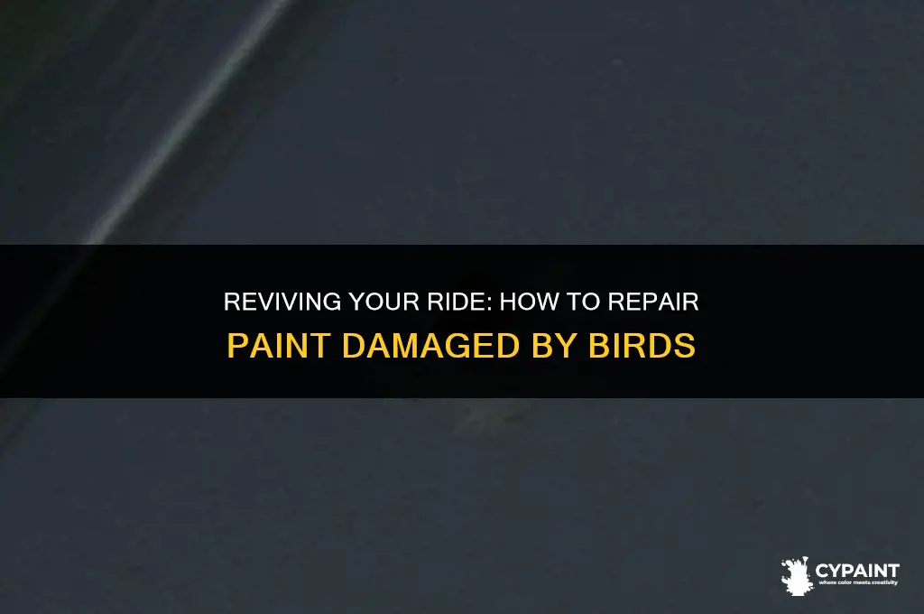 is there a way to repair paint damaged by bird