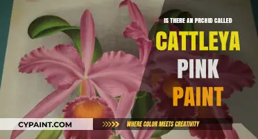 Cattleya Pink Paint Orchid: Myth or Real Orchid Variety?