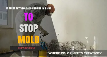 Preventing Mold Growth: Effective Ingredients to Add to Paint