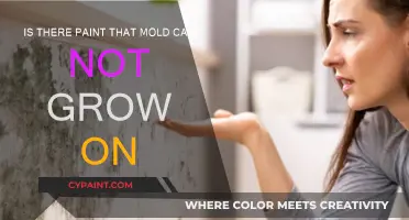 Mold-Resistant Paint: The Ultimate Solution?