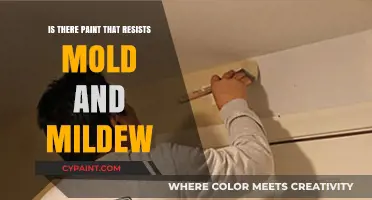 Mold-Resistant Paint: Best Options to Prevent Mildew and Dampness