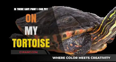 Non-Toxic Paint Options for Your Tortoise's Shell: A Guide