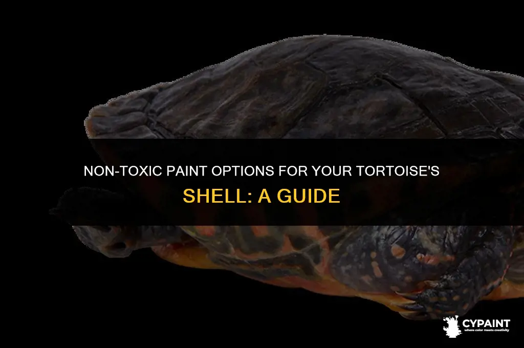 is there safe paint i can put on my tortoise