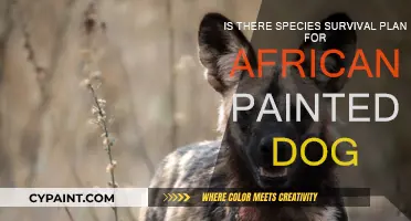 Conservation: African Painted Dogs' Survival Plan