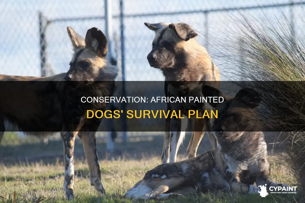 is there species survival plan for african painted dog